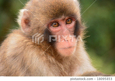 Japanese monkey 151018 Japanese monkey 151018 18095853
