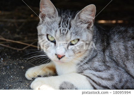 Stray cats 151018 Stray cats 151018 18095994