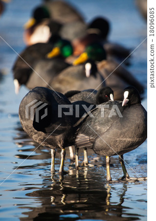 Flock of coots alking on frozen surface 18096085