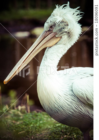A Pelican Sitting on the grass. 18096091