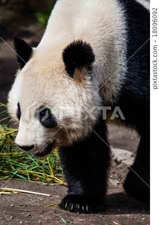 Giand panda bear walking Giand panda bear walking 18096092