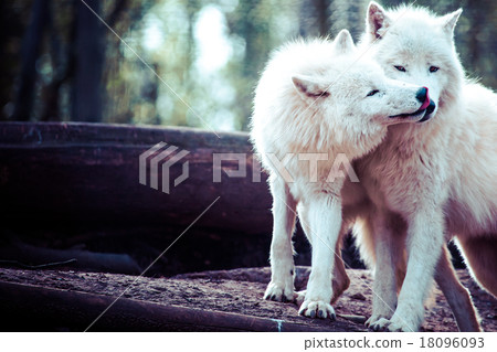 Arctic white wolf 18096093