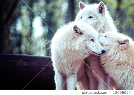 Arctic white wolf 18096094