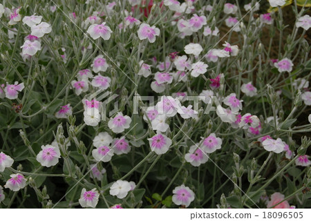 Riknice Coronaria 18096505