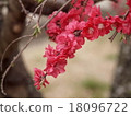 Red flower Yae's prickly plum 18096722