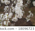 Daunting white plum 18096723
