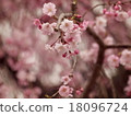 Double cherry blossoms 18096724