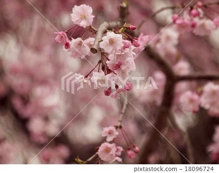 雙櫻花 雙櫻花 18096724