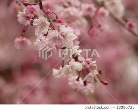 Yae Sakura 18096725