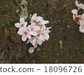 Cherry blossoms from the trunk 18096726