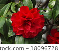 Sum flower burning in red 18096728