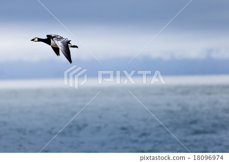 Group off Barnacle goose 18096974