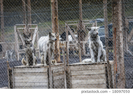 Photo of a Husky dogs watching through 18097050