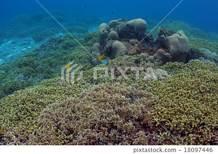 Coral of the Kerama islands Tokashikijima 18097446