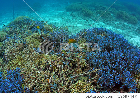 Coral of the Kerama islands Tokashikijima 18097447