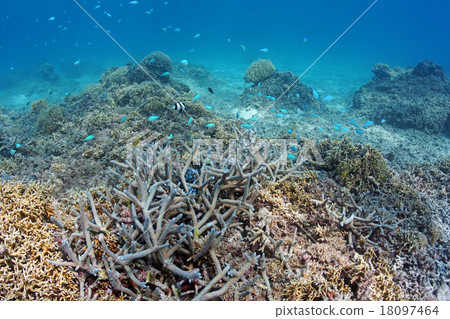 Coral of the Kerama islands Tokashikijima 18097464