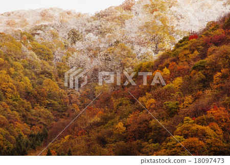 Autumn leaves and snow, first snow in Tohoku, natural scenery of Ouchijuku, seasonal change, Tohoku tourist spots, image material 18097473