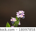 Pink forgetful grass 18097858