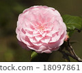 Pink cute little mountain flower 18097861