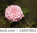 Pink double flower Sayaka 18097862