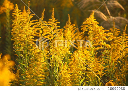 Autumn flowers Autumn flowers 18099088