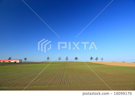 Vermicellin fairy tale hill 18099170