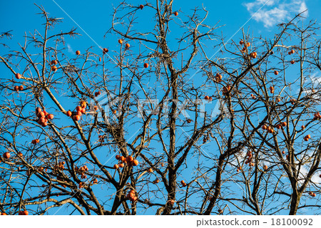 Persimmon tree 18100092