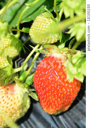 Strawberry field 18100280