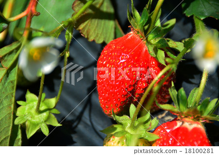 Strawberry field Strawberry field 18100281