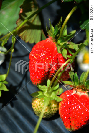 Strawberry field 18100282