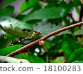 Dragonfly  18100283