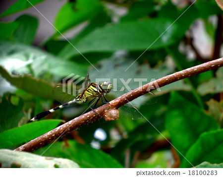 Dragonfly  18100283