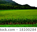 Rice straw 18100284