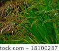 Rice straw 18100287
