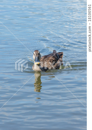 Swimming duck (duck) 18100561