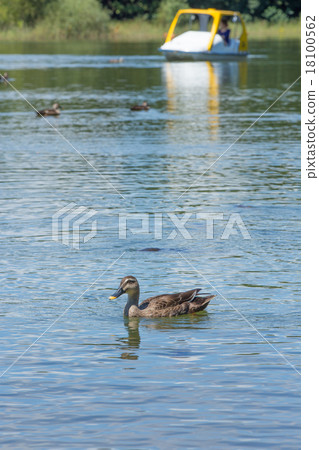 Swimming duck (duck) 18100562