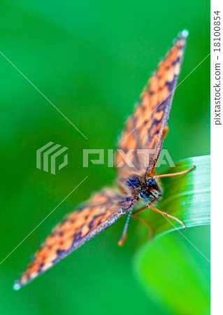 brown orange butterfly  on 18100854