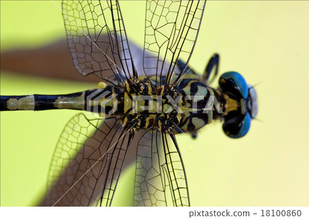 wild black yellow dragonfly anax wild black yellow dragonfly anax 18100860