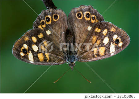orange butterfly on orange butterfly on 18100863