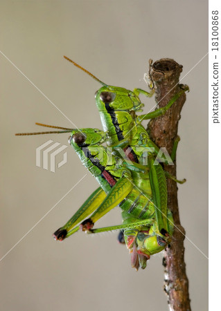 reproduction of 18100868