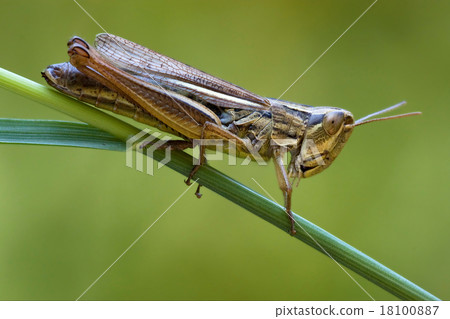 brown  grasshopper   chorthippu 18100887