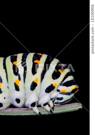 head of a caterpillar 18100908