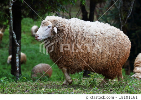 sheep 18101161