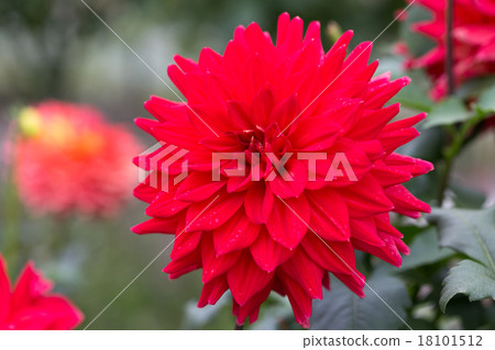 Dahlia variety (red coral) 18101512