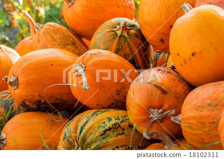 Pumpkin Stalks 18102311