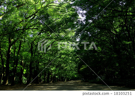Green tunnel walking path 18103251