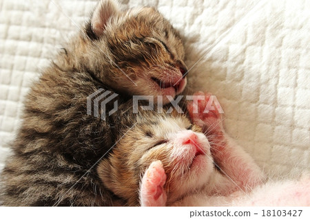 Two baby sister cat 18103427