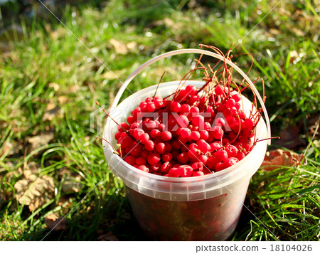 red ripe schisandra in the bucket red ripe schisandra in the bucket 18104026