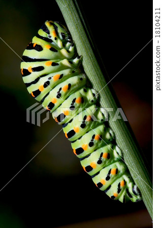 caterpillar of a 18104211