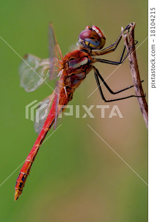 black red dragonfly 18104215